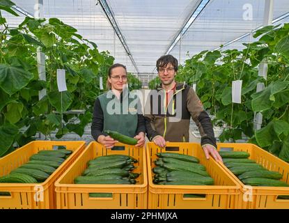 28 marzo 2023, Brandeburgo, Manschnow: Simone Rost e suo marito Markus Gläser, amministratore delegato di Fontana Gartenbau GmbH, si trovano nella nuova serra con cetrioli appena raccolti chiamati anche cetriolo di serpente. La serra all'avanguardia di 0,75 ettari sarà inaugurata ufficialmente il 31 marzo 2023. Circa 1,3 milioni di euro sono stati investiti nella costruzione della serra sostenibile. "La nostra nuova serra ha un'altezza verticale delle pareti di sei metri, che porta a un volume d'aria più grande e a un migliore controllo del clima e ventilazione delle colture di cetrioli", spiega Markus Gläser, gestendo la disastra Foto Stock