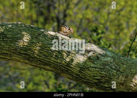 Un cippino emerge in primavera e siede su un tronco d'albero, retroilluminato da foglie di primavera Foto Stock