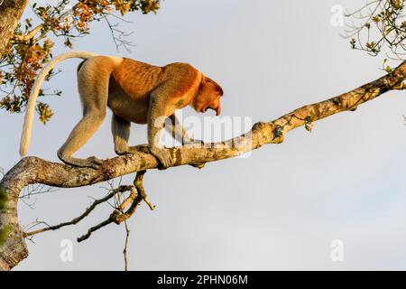 Scimmia proboscis maschile dominante (Nasalis larvatus) nel Parco Nazionale di Tanjung Puting, Kalimantan, Borneo (Indonesia). Foto Stock