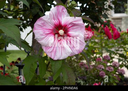 Hibiscus rosa con vene rosse; grande fioritura estiva Foto Stock