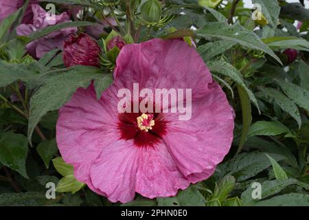 Un hibiscus rosa e rosso in piena fioritura in estate Foto Stock