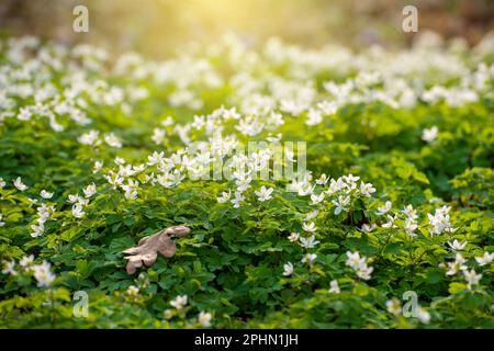 Fiore Snowdrop Anemone fiori sotto gli alberi vista primo piano Foto Stock