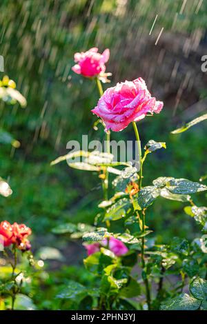 Fiori di rosa annaffiatura con sistema di irrigazione in un giardino estivo Foto Stock