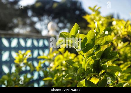 Un'immagine vibrante di una tranquilla scena all'aperto caratterizzata da un lussureggiante fogliame verde sullo sfondo di un parco Foto Stock