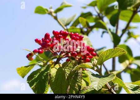 Il frutto Viburnum lantana. È un verde in un primo momento, che diventa rosso, poi infine nero, viandarro o albero di viandaratura è una specie di Viburnum. Foto Stock