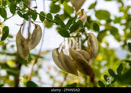 Arborescens Colutea. Piante ornamentali da giardino. Semi su germogli. Foto Stock