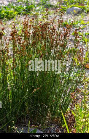 La comune rush dolce Juncus effusus è una specie erbacea perenne della famiglia Juncaceae. Foto Stock