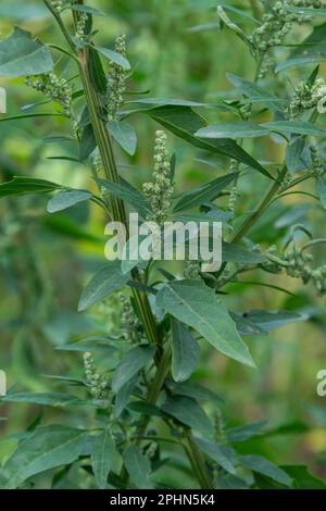 L'album Chenopodium è un tipo di album annuale grigio-verde erbaceo, coperto da piante grigiastre in polvere della famiglia delle Lobodacee. Foto Stock