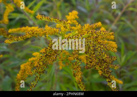 Solidago canadensis Canada goldenrod fiori gialli primo piano. Foto Stock