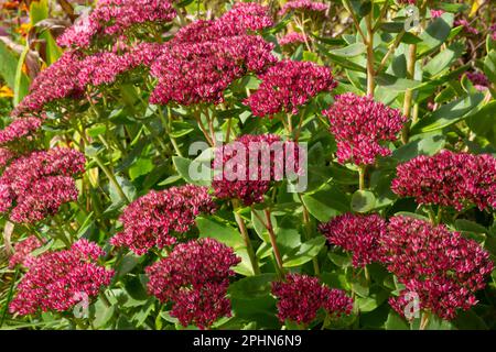 Pianta di sedum fiorito rosso, Hylocelephium telephium. splendidi fiori autunnali in giardino. Foto Stock