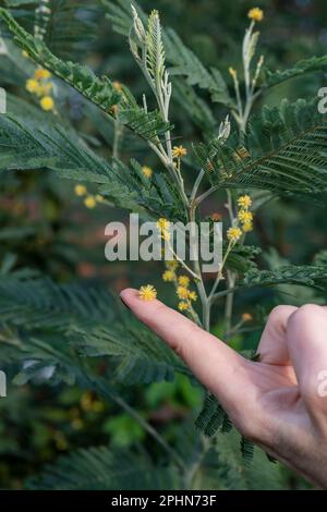 Una mano femminile tiene un fiore di mimosa sulla punta del dito, con la pianta sullo sfondo Foto Stock