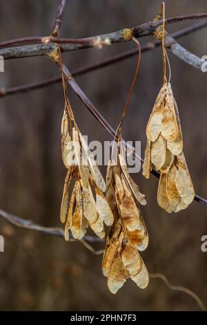 Semi di acero secchi appesi su un ramo nella stagione autunnale. Foto Stock