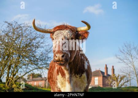 Chiudi, vista frontale di una mucca bruna e bianca britannica con lunghe corna, isolata all'aperto sotto il sole invernale. Foto Stock