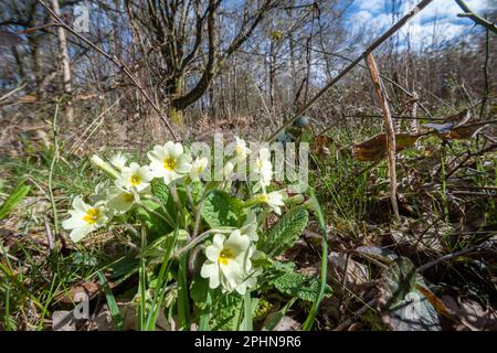 Primrose (Primula vulgaris) in boschi, fiori selvatici in campagna naturale impostazione fioritura durante marzo, Inghilterra, Regno Unito Foto Stock