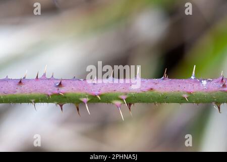 Pickles su Bramble o blackberry (Rubus frutticosus) stelo, un meccanismo di difesa delle piante Foto Stock