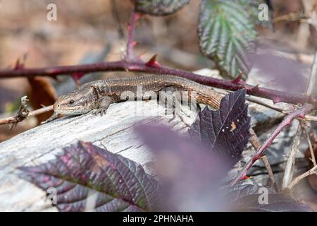 Lucertola comune (Zootoca vivipara, chiamata anche liviparous lizard) che si basa su tronchi, Inghilterra, Regno Unito Foto Stock