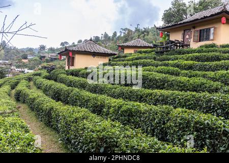 Giardini panoramici e sereni del tè verde sulle colline del villaggio tailandese di Ban Rak, situato nella provincia di Mae Hong Son nel nord della Thailandia Foto Stock