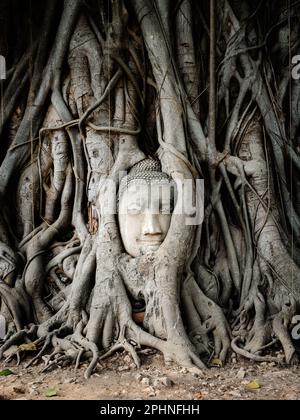 La testa del Buddha nelle radici dell'albero di banyan al tempiale di Wat Mahathat nel parco storico di Ayutthaya, Tailandia. Foto Stock
