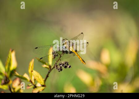 Una libellula gialla seduta su una pianta, giorno d'estate Foto Stock