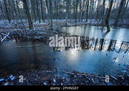 Ghiaccio in acqua in una foresta umida nevosa, Polonia orientale Foto Stock