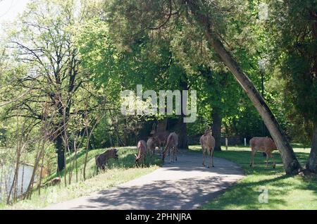 Residenza di campagna di estromesso ex presidente Viktor Yanukovych, Mezhyhirya Foto Stock