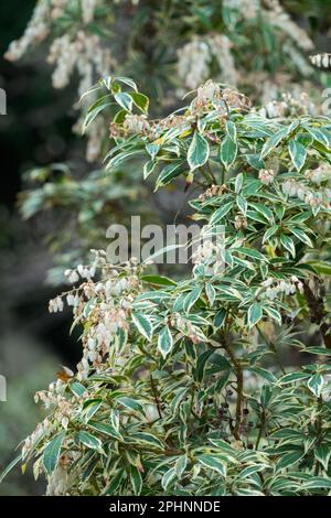 Lily of the Valley arbusto, Pieris japonica 'poco caldo', Andromeda giapponese, Evergreen, arbusto, Hardy, Pianta fioritura all'inizio della primavera Foto Stock