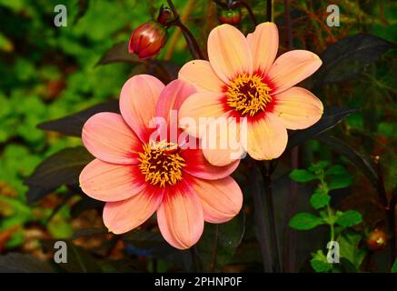 Un primo piano di due fiori di Dahlia Moonfire accoccolati fianco a fianco con uno sfondo sfocato Foto Stock