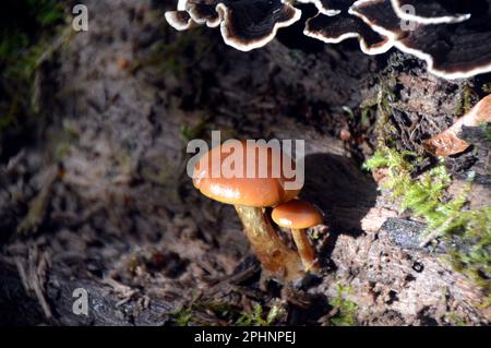 Piccolo fungo marrone a Sunshine che cresce su un albero morto in legno di Boilton alla riserva naturale di Brockholes, Preston, Lancashire, Inghilterra, Regno Unito. Foto Stock