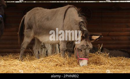 Open Wide Zoo a Colonia, Germania Foto Stock