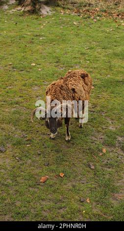 Open Wide Zoo a Colonia, Germania Foto Stock