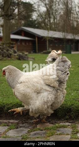 Open Wide Zoo a Colonia, Germania Foto Stock
