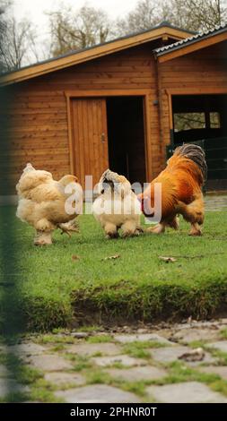 Open Wide Zoo a Colonia, Germania Foto Stock