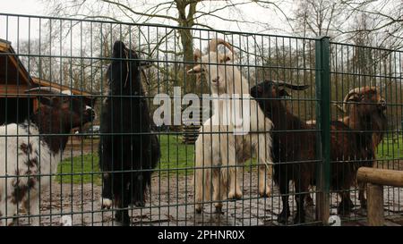 Open Wide Zoo a Colonia, Germania Foto Stock