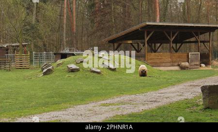 Open Wide Zoo a Colonia, Germania Foto Stock