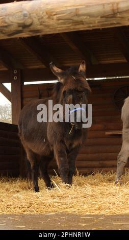 Open Wide Zoo a Colonia, Germania Foto Stock