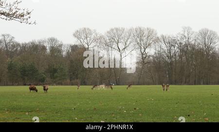 Open Wide Zoo a Colonia, Germania Foto Stock