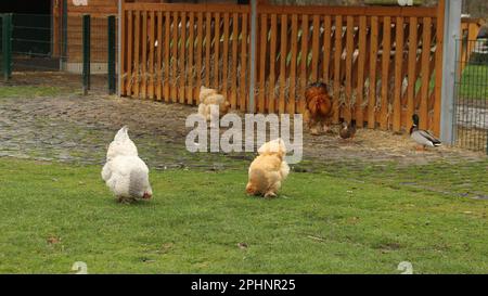 Open Wide Zoo a Colonia, Germania Foto Stock