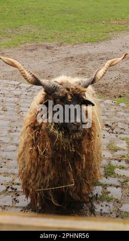 Open Wide Zoo a Colonia, Germania Foto Stock