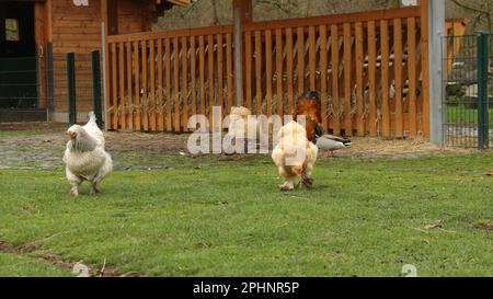 Open Wide Zoo a Colonia, Germania Foto Stock