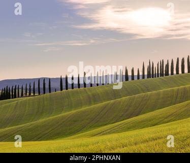 Winter tuscan landscape of Val d'Arbia green hills and cypresses at sunset Foto Stock