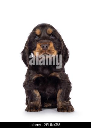 Adorabile cucciolo di cane Coclerspaniel inglese e tan, seduto di fronte. Guardando verso la fotocamera, isolata su uno sfondo bianco. Foto Stock