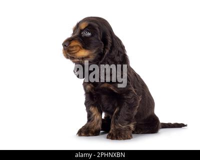 Adorabile cucciolo di cane Coclerspaniel inglese e tan, seduto su vie laterali. Guardando lateralmente lontano dalla fotocamera, isolato su uno sfondo bianco. Foto Stock