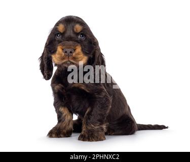 Adorabile cucciolo di cane Coclerspaniel inglese e tan, seduto su vie laterali. Guardando verso la fotocamera, isolata su uno sfondo bianco. Foto Stock