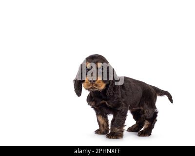 Adorabile cucciolo di cane Coclerspaniel inglese e tan, in piedi lateralmente. Guardando verso la fotocamera, isolata su uno sfondo bianco. Foto Stock