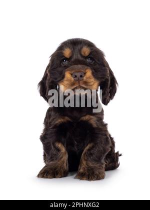 Adorabile cucciolo di cane Coclerspaniel inglese e tan, seduto di fronte. Guardando verso la fotocamera, isolata su uno sfondo bianco. Foto Stock
