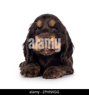 Adorabile cucciolo inglese Coclerspaniel e tan, che si affaccia sul davanti. Bocca leggermente aperta. Guardando verso la fotocamera, isolata su una parte posteriore bianca Foto Stock
