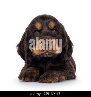 Adorabile cucciolo inglese Coclerspaniel e tan, che si affaccia sul davanti. Guardando verso la fotocamera, isolata su uno sfondo bianco. Foto Stock