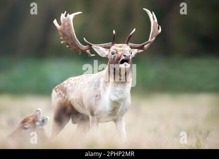 Il cervo del fiotto chiama durante il soldo in autunno, Regno Unito. Foto Stock