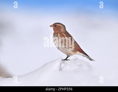 Finch africano con ali di Crimson - Rhodopechys alienus Foto Stock