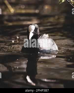 Primo piano di una piscina a piedi sul lago Foto Stock